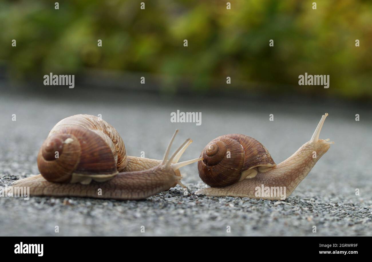 groupe de 3 escargots hélix en cours d'aventure, escargots explorant le monde Banque D'Images