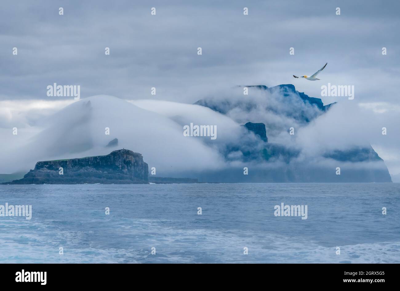 De magnifiques gantets du nord volent le long de la côte à couper le souffle de l'île de Vágar (Vågø), près des îles Mykines et Féroé (Færøerne) Banque D'Images