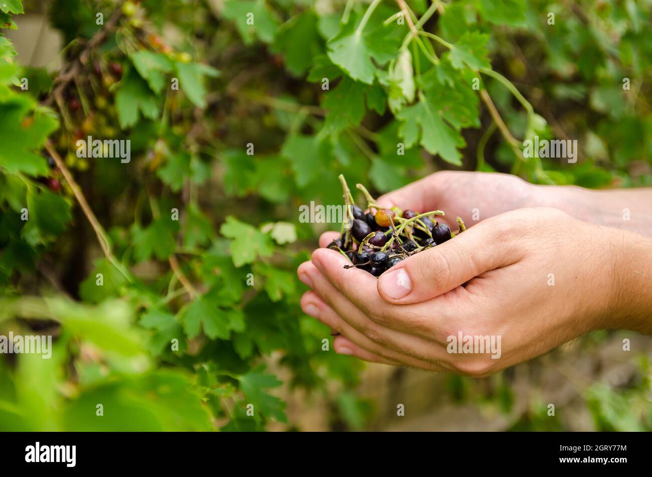 Un agriculteur récolte du cassis dans le jardin. Récolte d'été saine. Récolte de baies. Mise au point sélective Banque D'Images