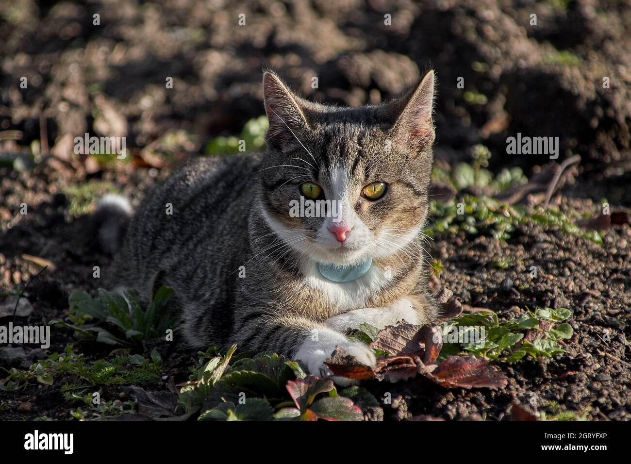 Chat Puce Banque De Photographies Et D Images A Haute Resolution Alamy