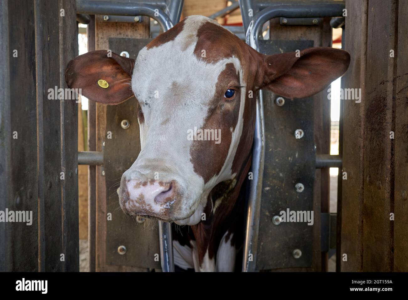 Gros plan de la vache brune dans la ferme laitière. Image rognée de la vache avec étiquette d'oreille. Banque D'Images