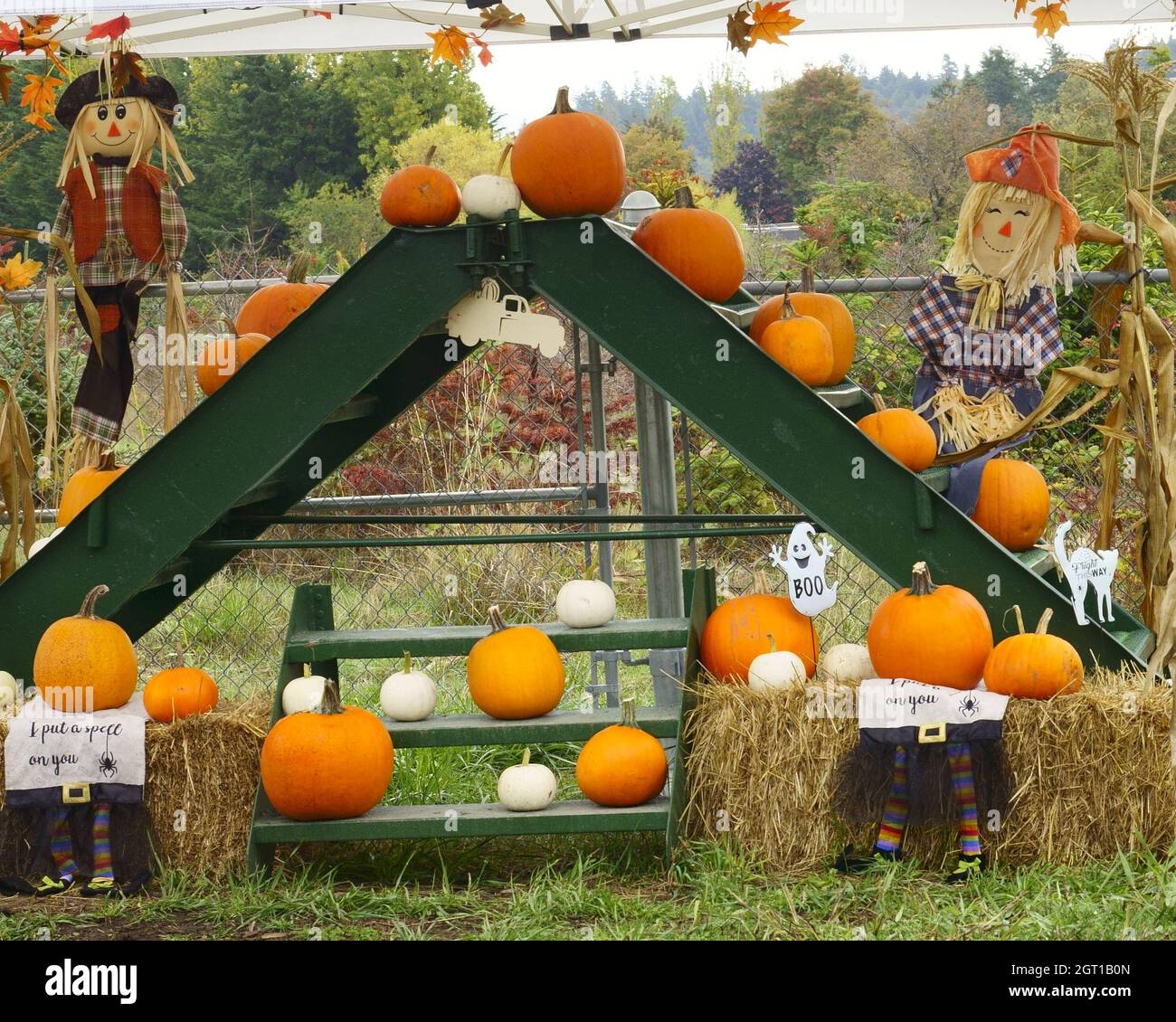 Présentoir de citrouilles d'Halloween. Banque D'Images