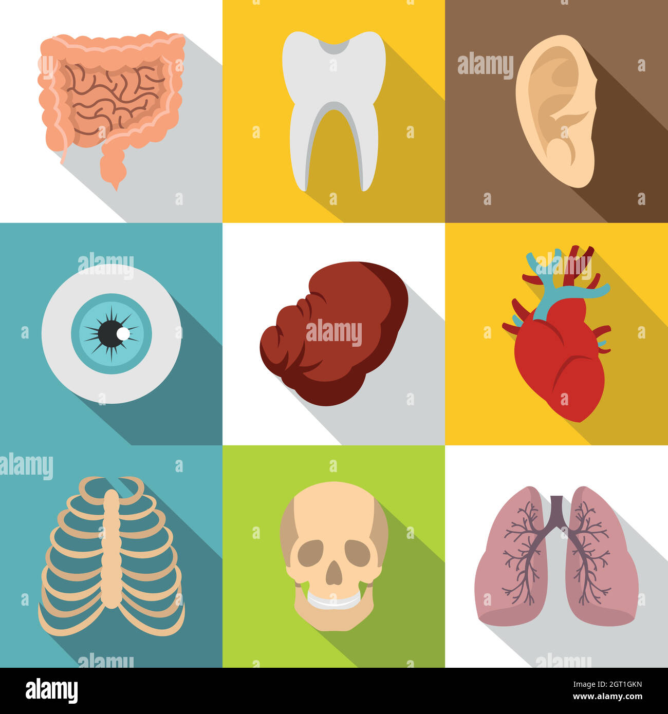 Les organes internes icons set, style plat Illustration de Vecteur