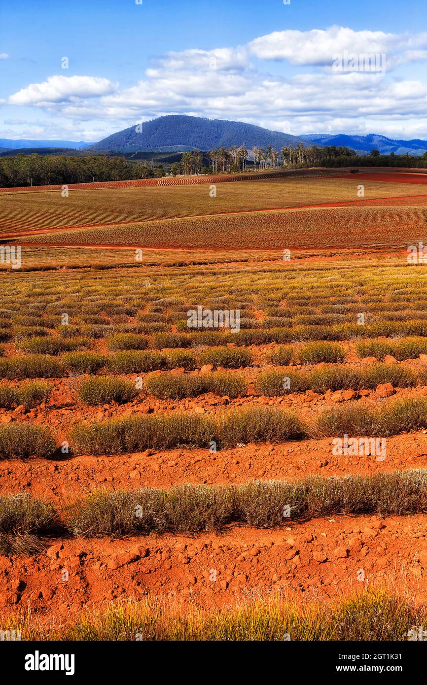 Des rangées de plantes de brousse de lavande sur le sol rouge de l'Outback australien dans la ferme de lavande de Tasmanie. Banque D'Images