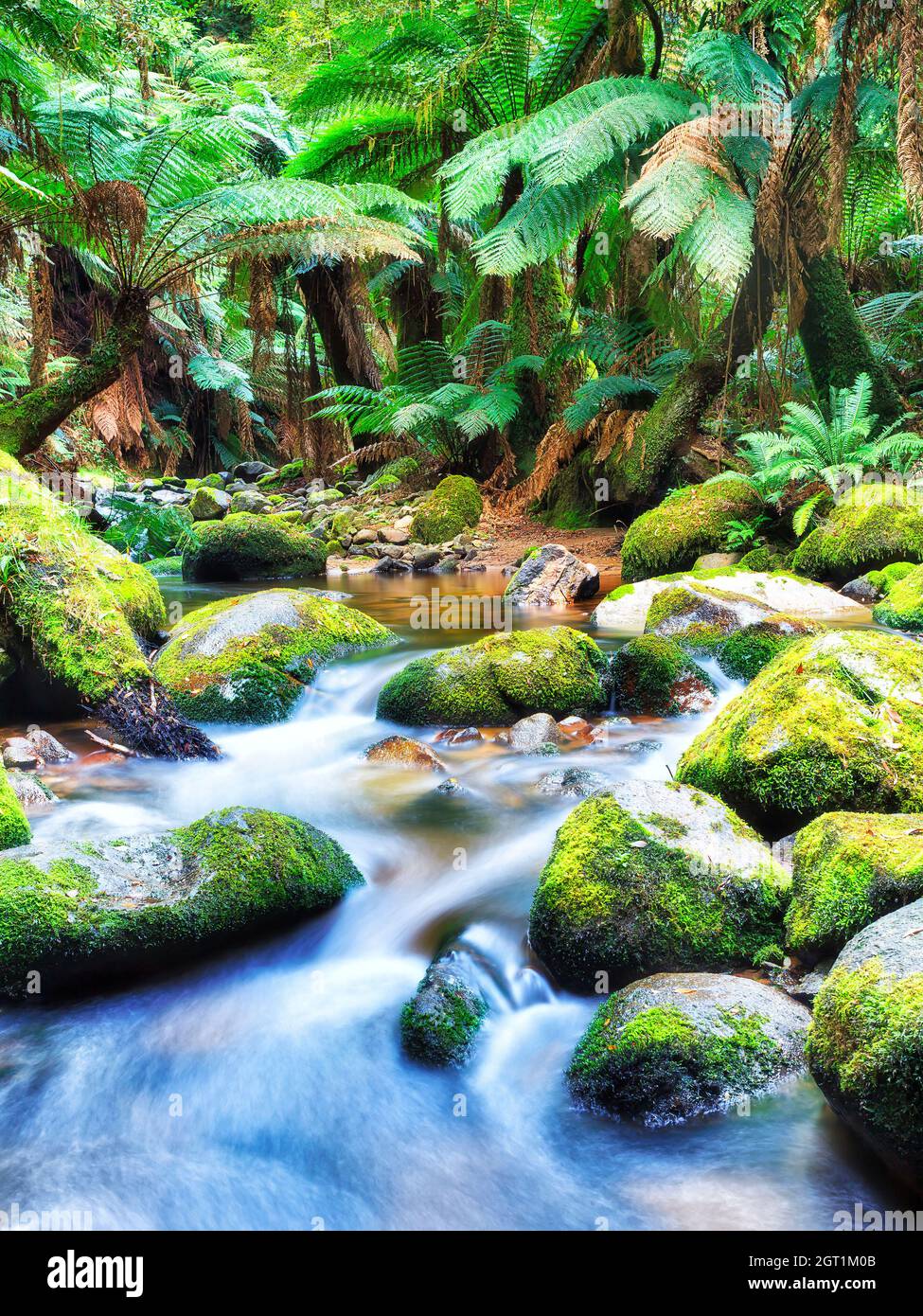Columba creek ruisseau lisse et flou profond dans la forêt tropicale de Tasmanie en Australie. Banque D'Images