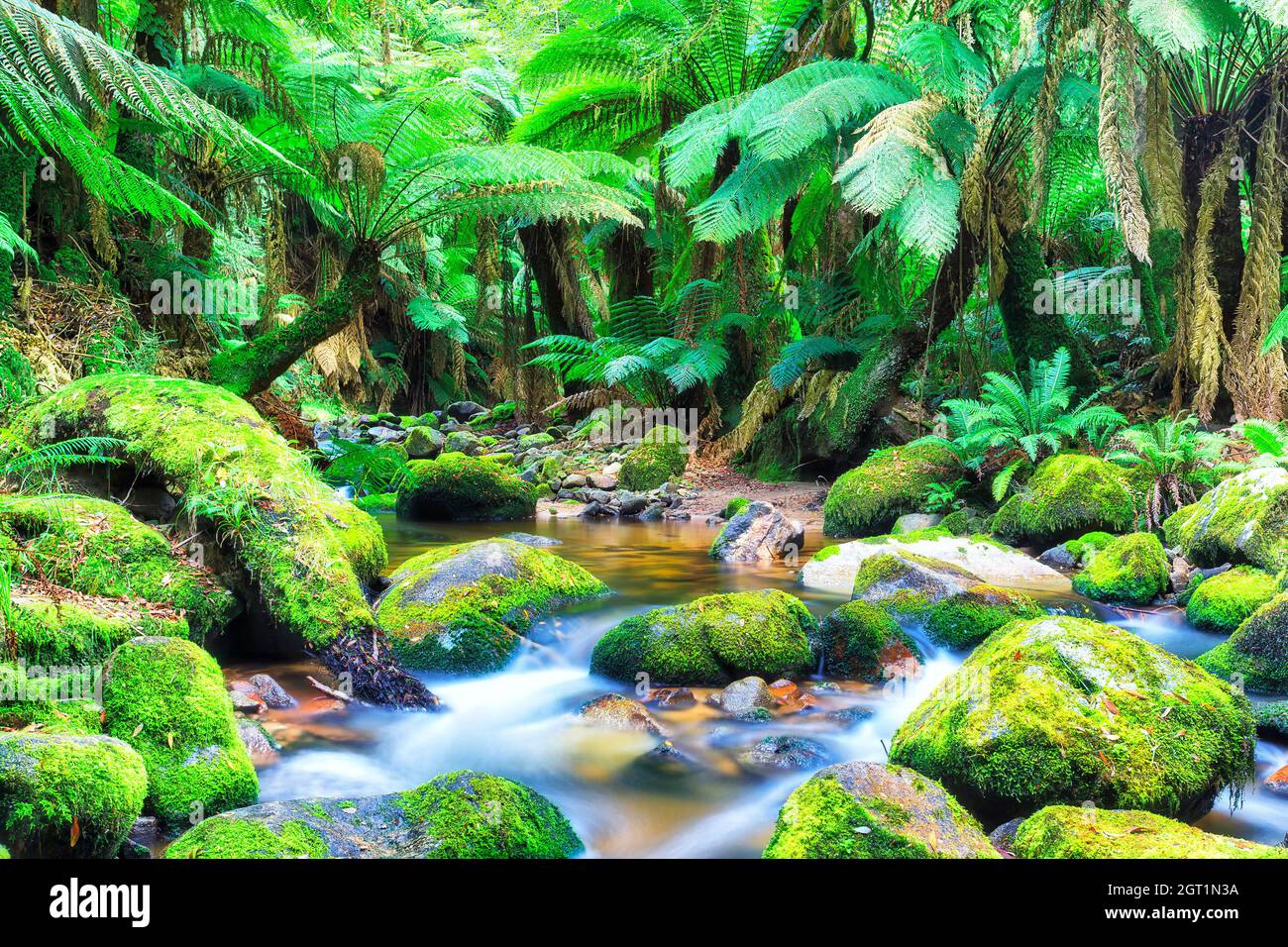 Végétation luxuriante de la forêt tropicale tempérée au cœur de Columba creek, le long de la rivière South George en Tasmanie en Australie. Banque D'Images