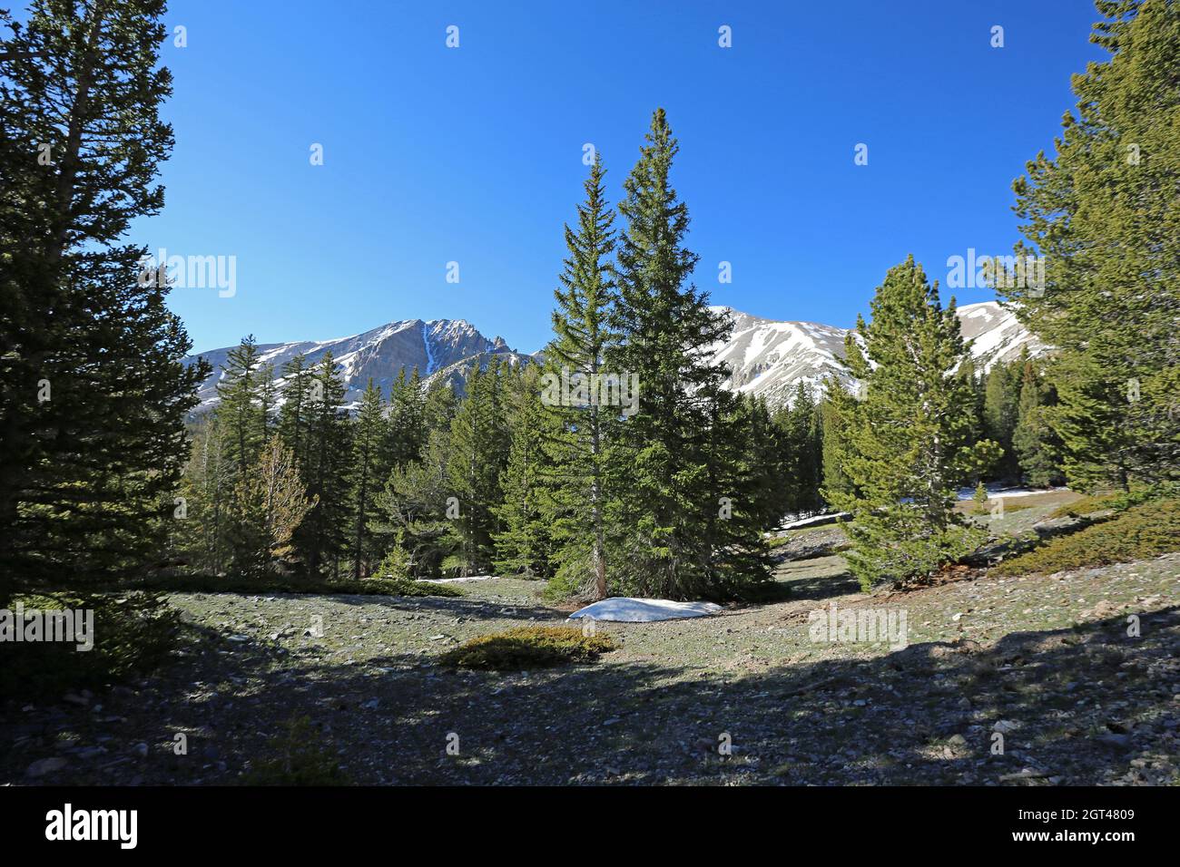 Pins dans le parc national de Great Basin, Nevada Banque D'Images