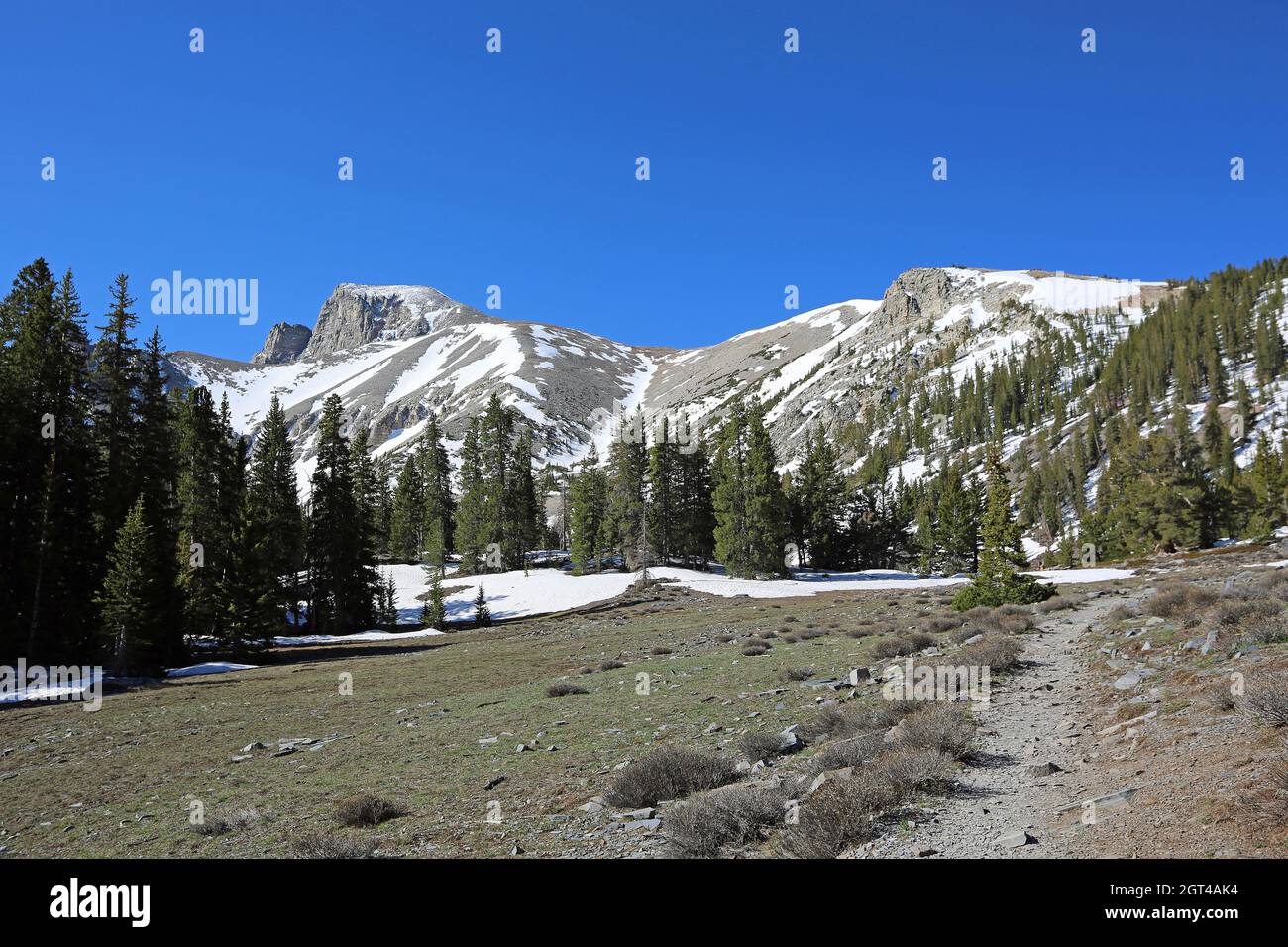 Sentier alpin - Parc national de Great Basin, Nevada Banque D'Images