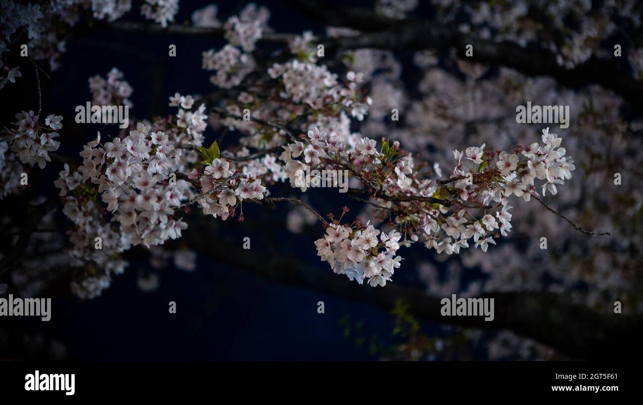 Japanese Sakura Branch Dark Pink Banque De Photographies Et D Images A Haute Resolution Alamy