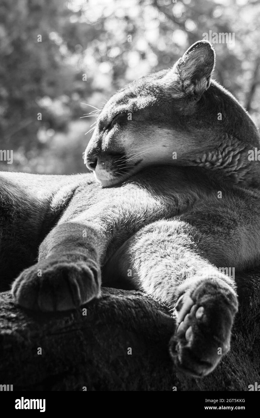 Mountain lion Sleeping, gros plan portrait en noir et blanc Banque D'Images