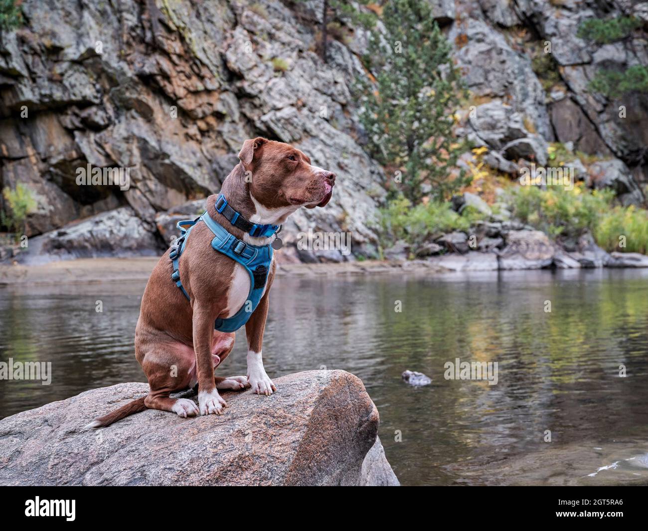 pit bull terrier chien dans aucun harnais de traction assis sur une rive de la rivière de montagne Banque D'Images