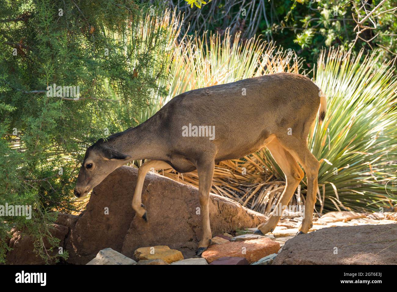 Des cerfs se promène dans un environnement désertique Banque D'Images