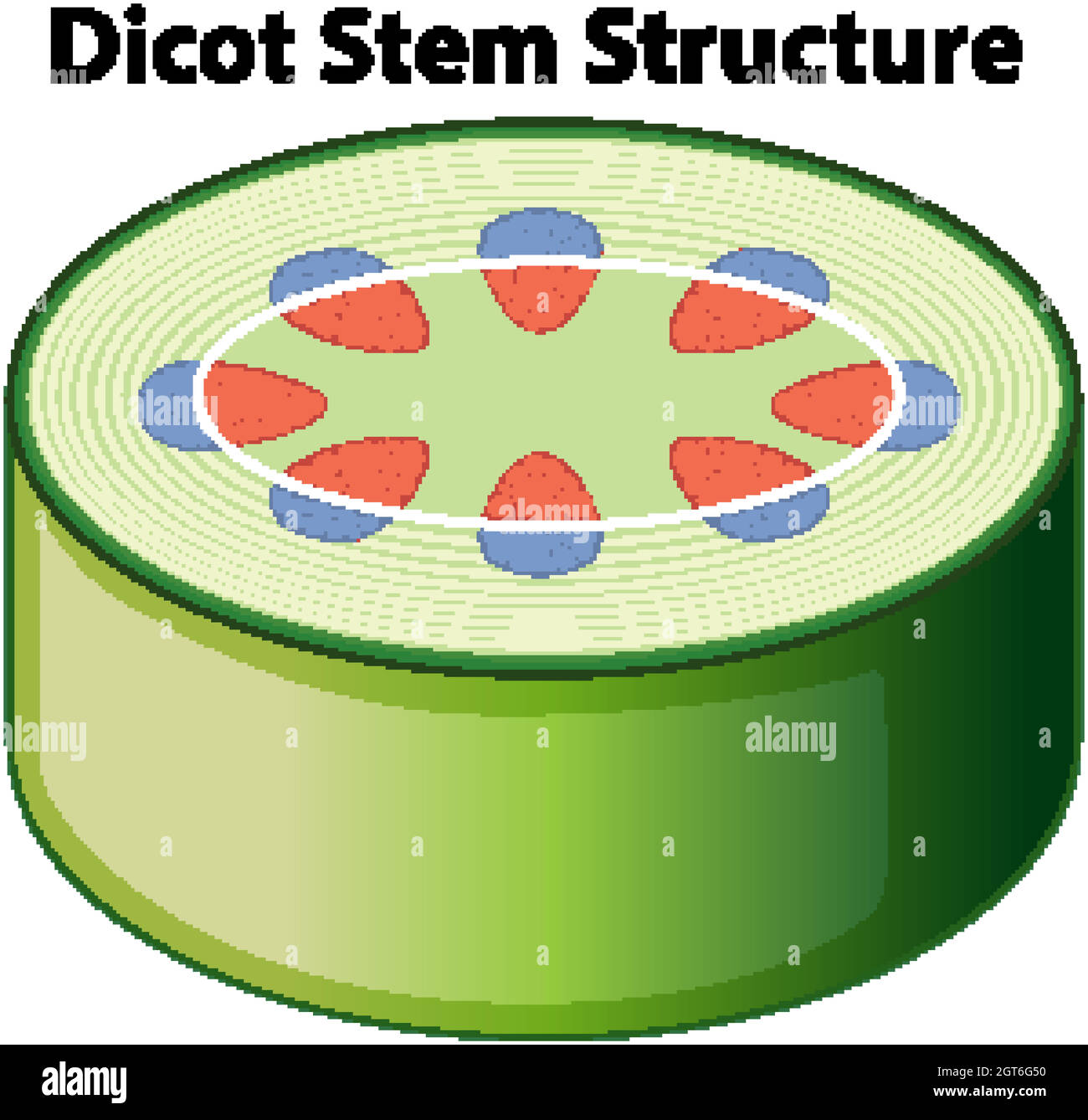 Schéma illustrant la structure de la tige de la dicot Illustration de Vecteur