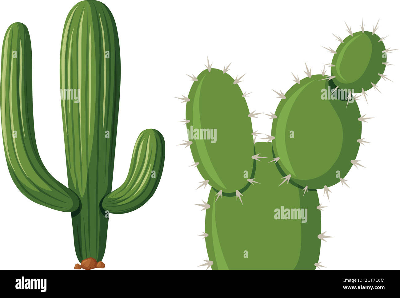 Deux types de plantes de cactus Illustration de Vecteur