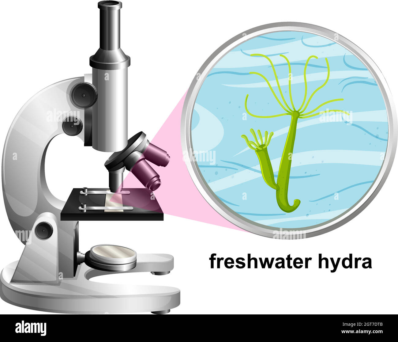 Microscope avec structure anatomique de l'Hydra d'eau douce sur fond blanc Illustration de Vecteur
