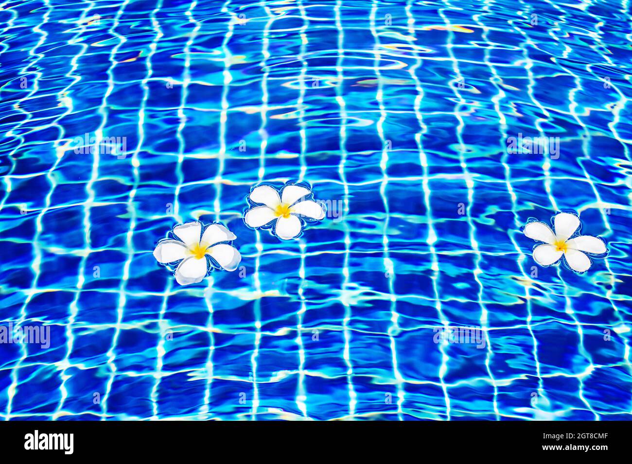 Piscine bleu de surface de l'eau fond, flottant blanc plumeria frangipani fleurs, piscine, mer tropicale plage nature, vacances d'été Banque D'Images