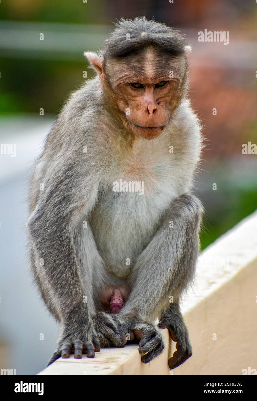 Gros plan sur Monkey assis en regardant loin Banque D'Images