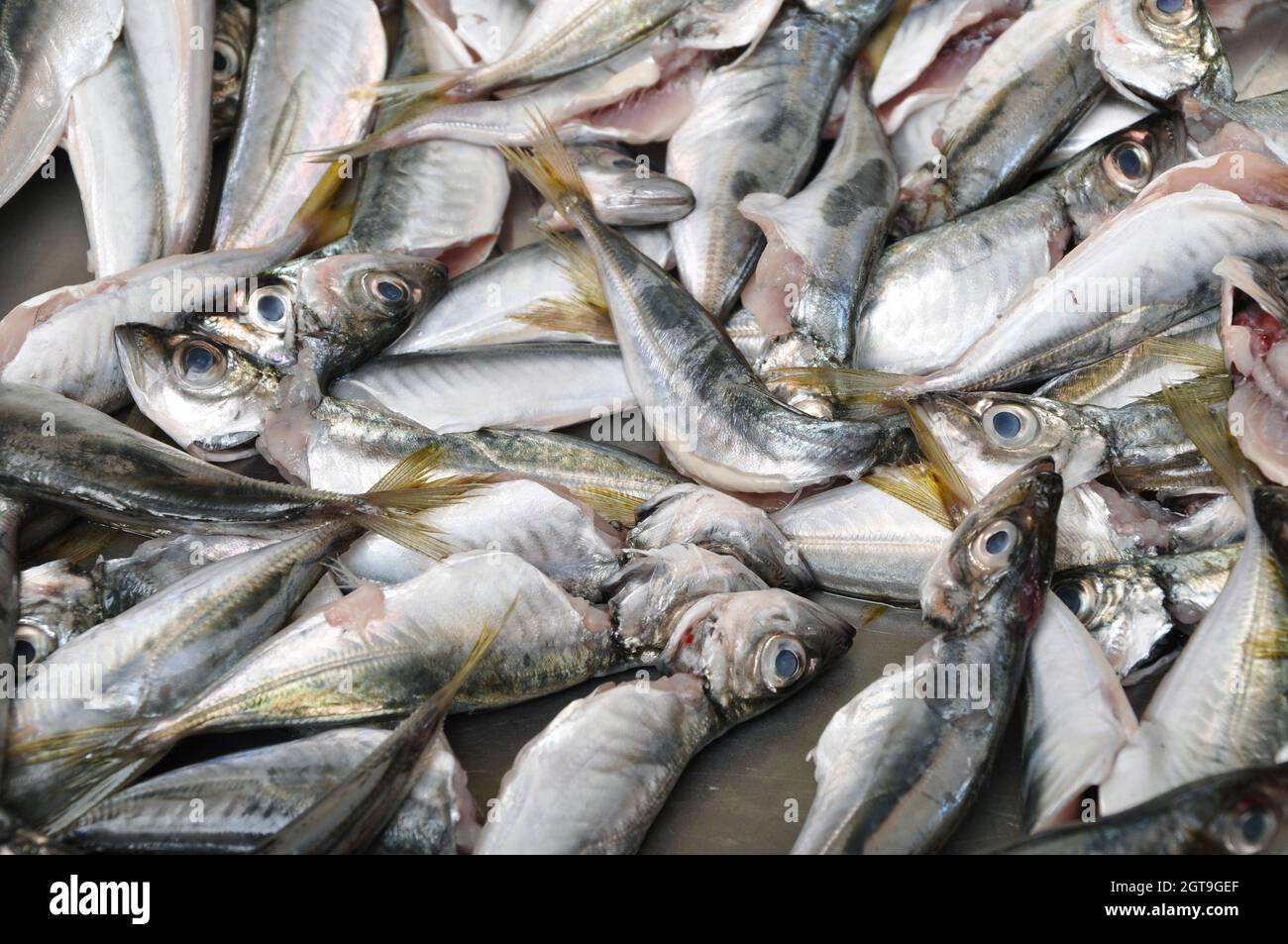 Les poissons propres sont vendus frais sur le marché du poisson, les poissons de chinchard frais, les équestres, vendus Banque D'Images