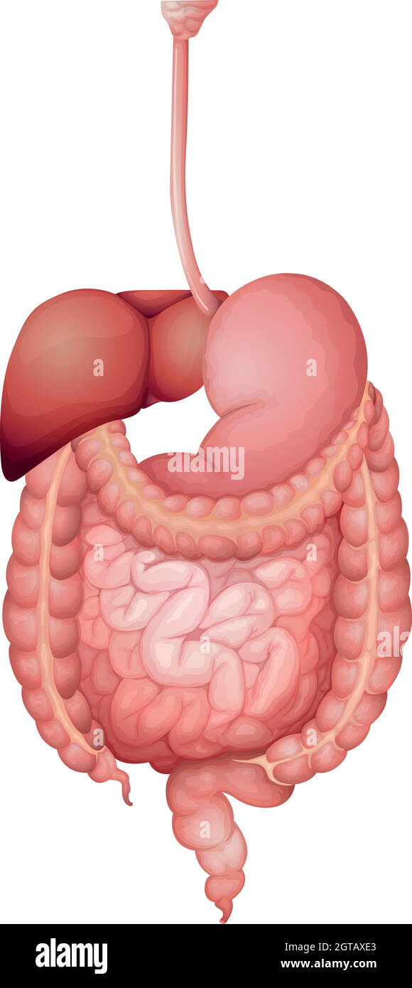 Système digestif humain Illustration de Vecteur