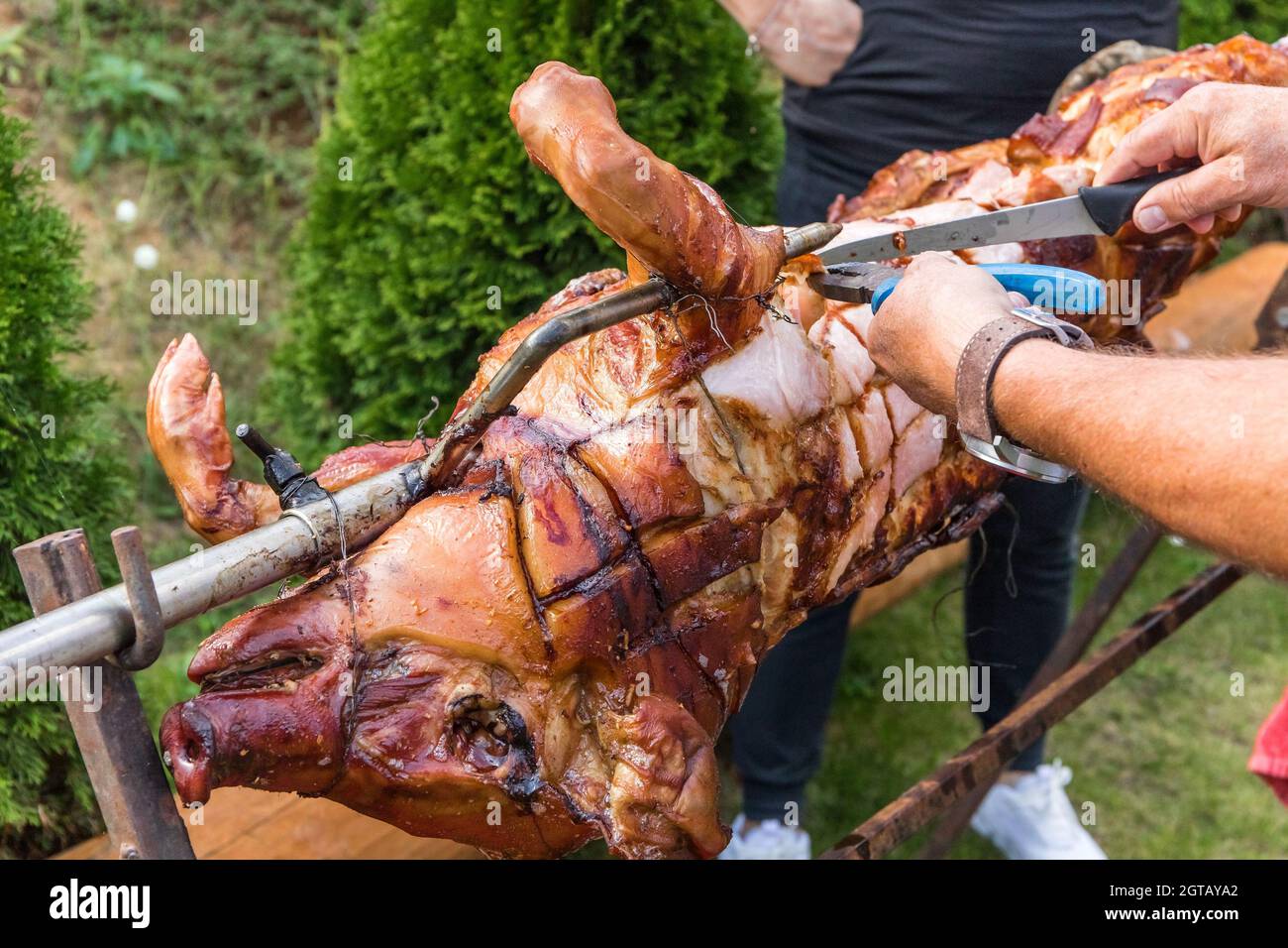 Le chef coupe des mains de porc entier grillé pour des steaks avec un couteau. Corps entier de porcelet torréfié tournant sur le gril. Grand barbecue dans le processus de cuisson de la viande Banque D'Images