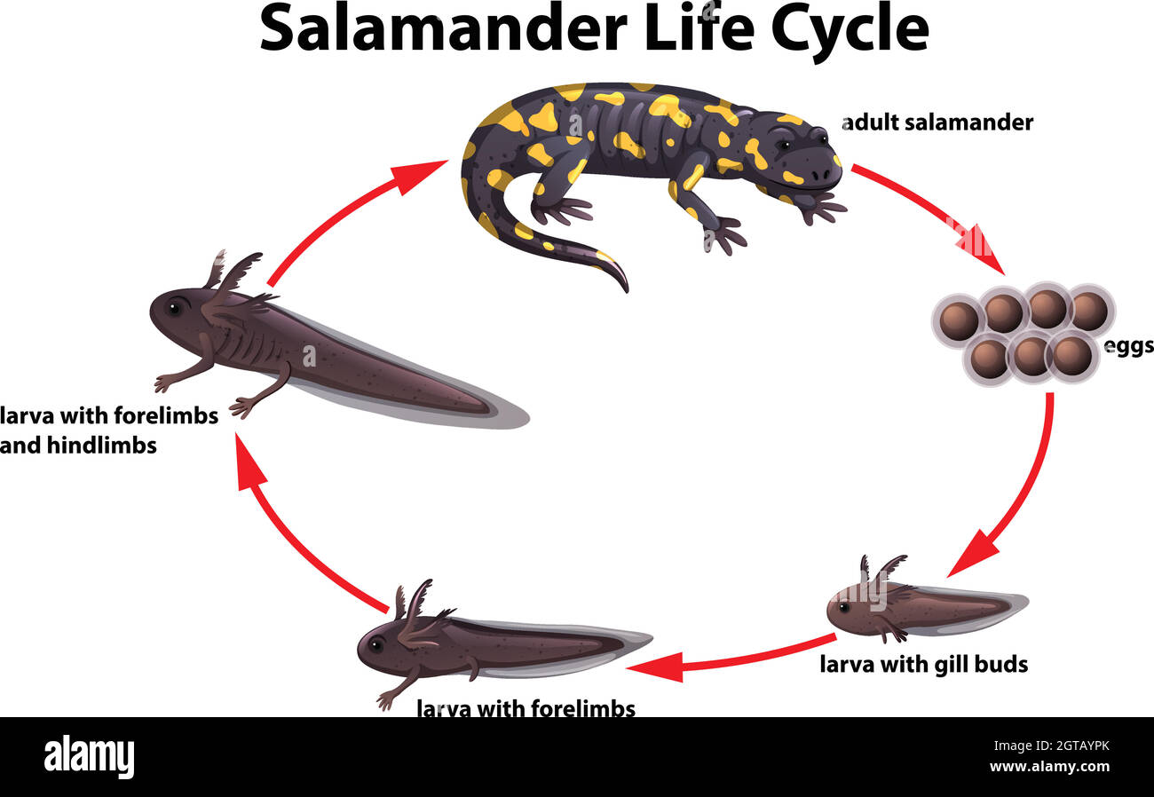 Concept du cycle de vie de Salamander Illustration de Vecteur