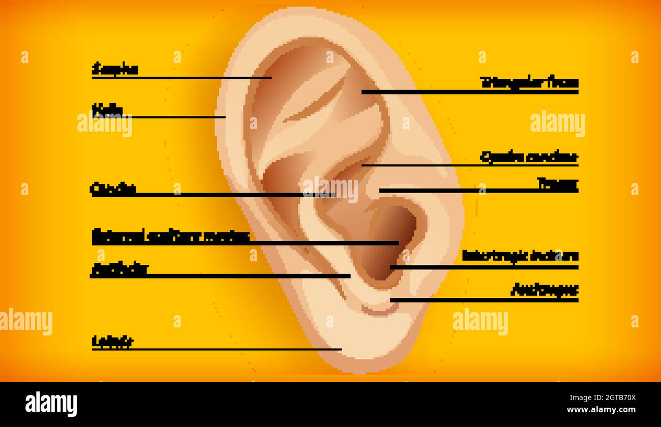 Anatomie de l'oreille externe Image Vectorielle Stock - Alamy