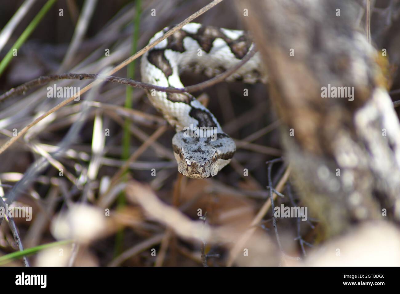Poskok /Nose Horned Viper/ Vipera ammodytes dans l'habitat naturel de NP Biokovo, Croatie. La vipère à cornes est le serpent le plus dangereux d'Europe Banque D'Images