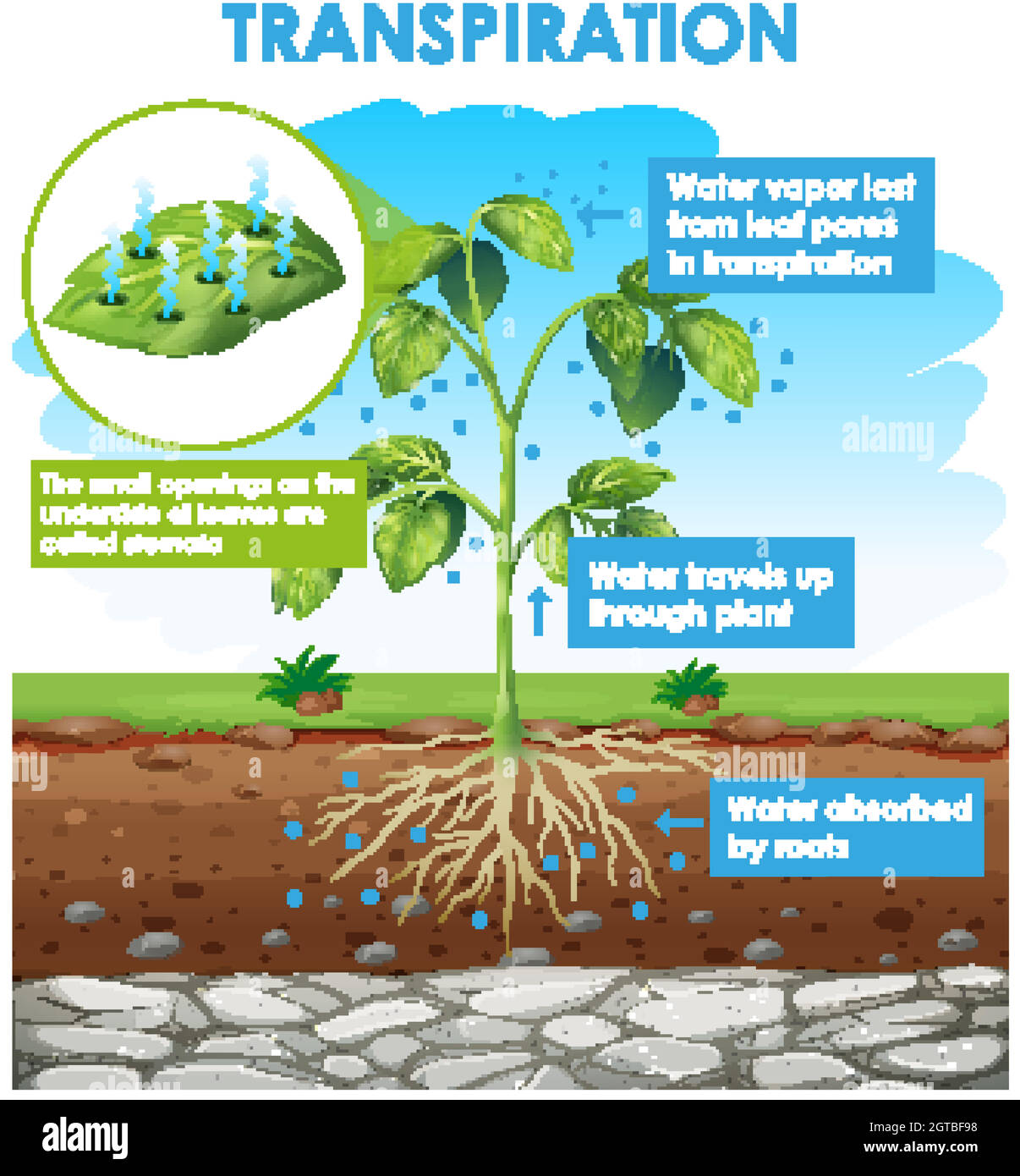 Schéma montrant la transpiration dans la plante Illustration de Vecteur