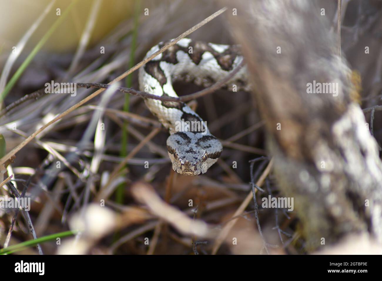 Poskok /Nose Horned Viper/ Vipera ammodytes dans l'habitat naturel de NP Biokovo, Croatie. La vipère à cornes est le serpent le plus dangereux d'Europe Banque D'Images