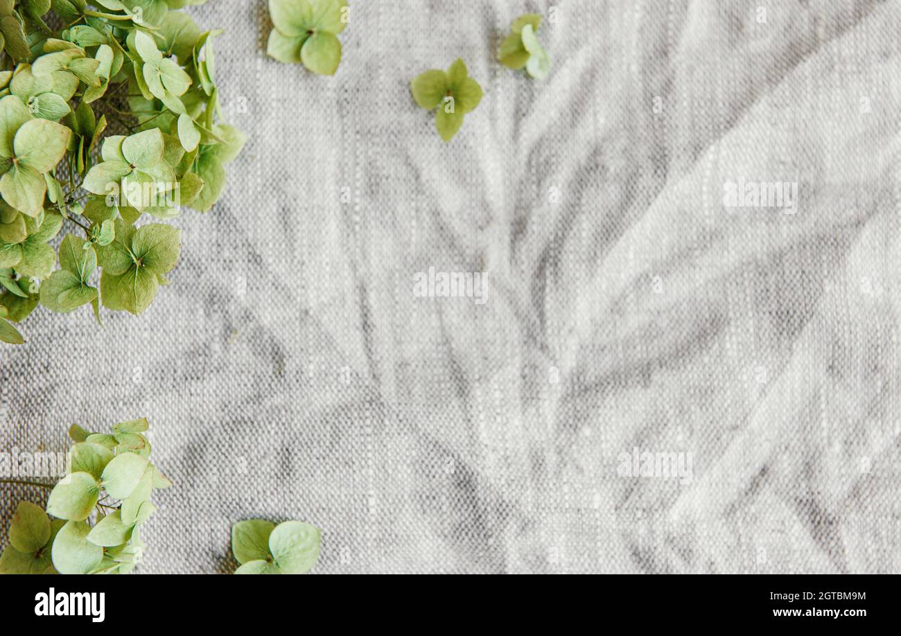 Flatlay d'hortensia vert sur fond textile gris. Concept minimal. Flat lay, vue de dessus, espace de copie. Banque D'Images
