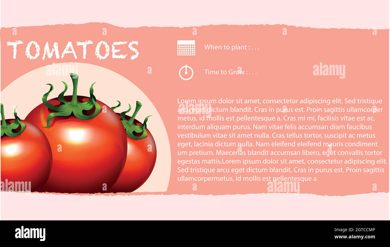 Infographie et tomates fraîches Illustration de Vecteur