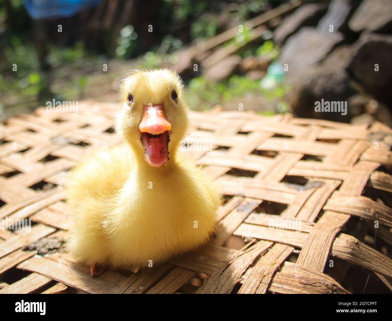 Bebe Canard Mandarin Banque D Image Et Photos Alamy