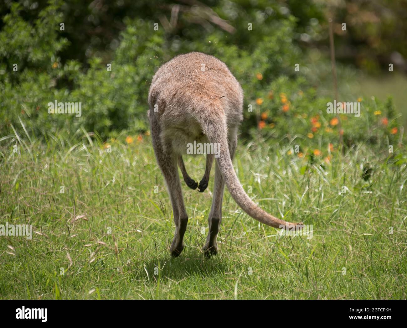 Vue arrière de wallaby sauvage à col rouge, Macropus rufogriseus, s'éloignant de la caméra dans les prairies, Queensland, Australie. Banque D'Images