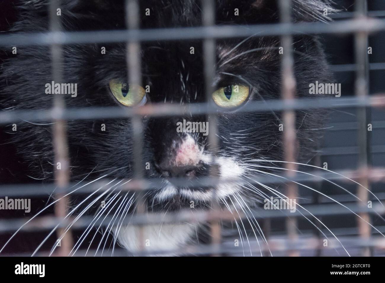 Gros plan de la face d'un chat errant illégal derrière des barres dans un piège en cage métallique dans le Bush australien. Un de 23 millions. Queensland. Supprimé. Banque D'Images