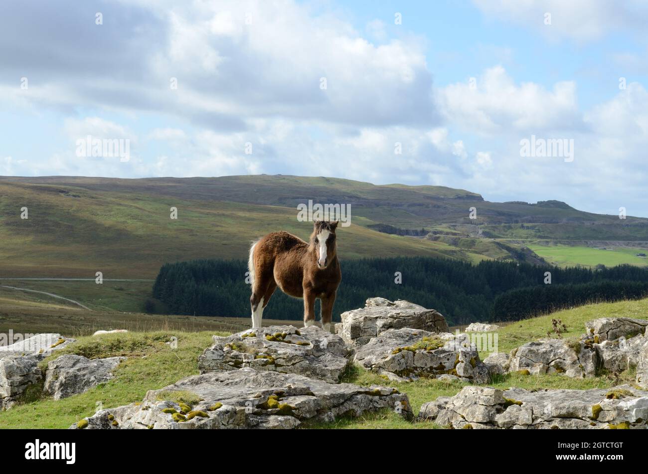 Poulain de montagne gallois sur la haute lande Mynydd Llangyndir Trefil Blaenau Gwent pays de Galles Cymru Royaume-Uni Banque D'Images