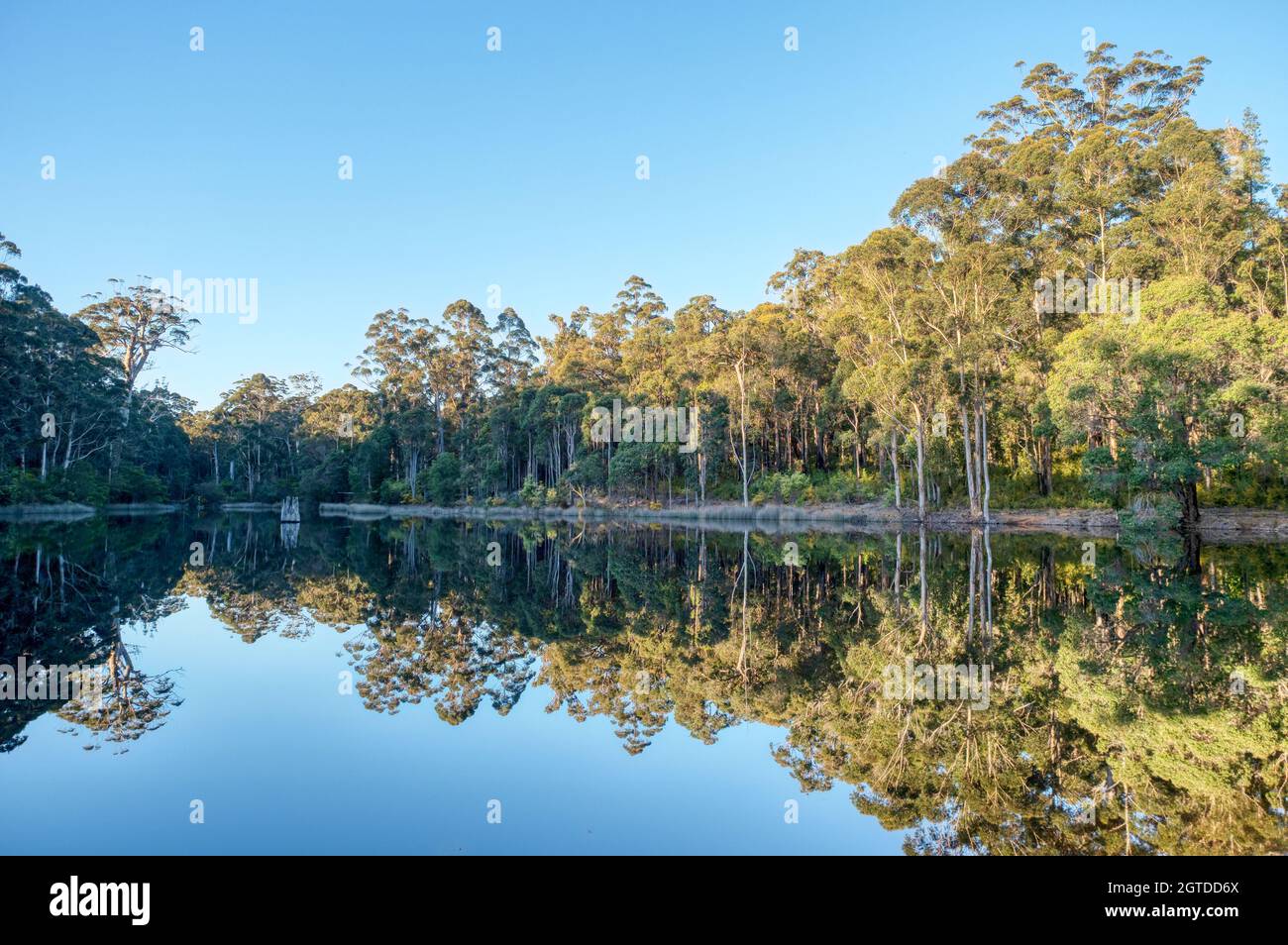 Réflexions dans le barrage de la rivière Donnelly en Australie occidentale, avec forêt indigène en arrière-plan. Banque D'Images