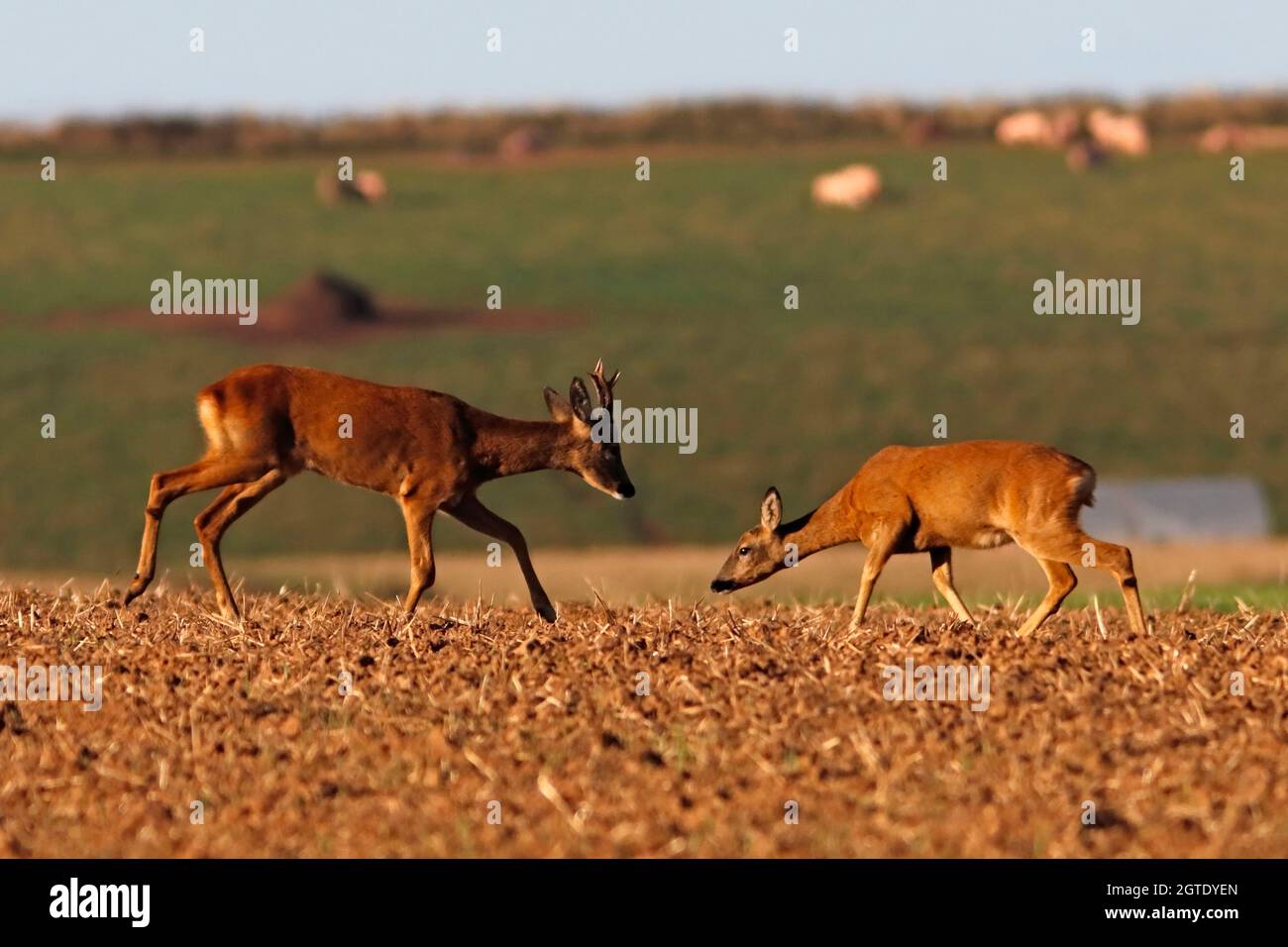 ROE DEER (Capranolus capranolus) mâle (buck) et femelle (doe) dans le comportement en cour, Royaume-Uni. Banque D'Images