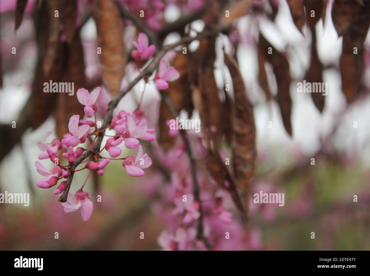 Arbre de Redbud du Texas Cerdis canadensis DOF peu profonde Banque D'Images