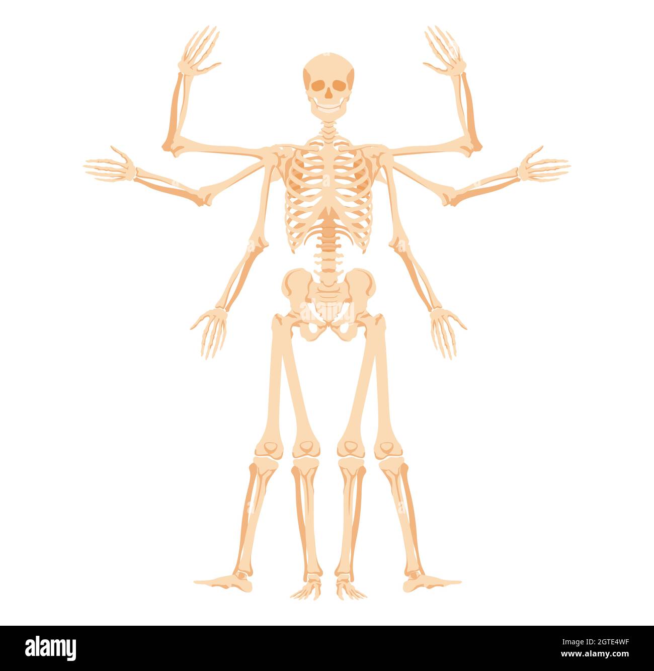 Squelette humain avec divers gestes. Forme multi-armée avec étapes de levage et d'abaissement des bras et des jambes Illustration de Vecteur
