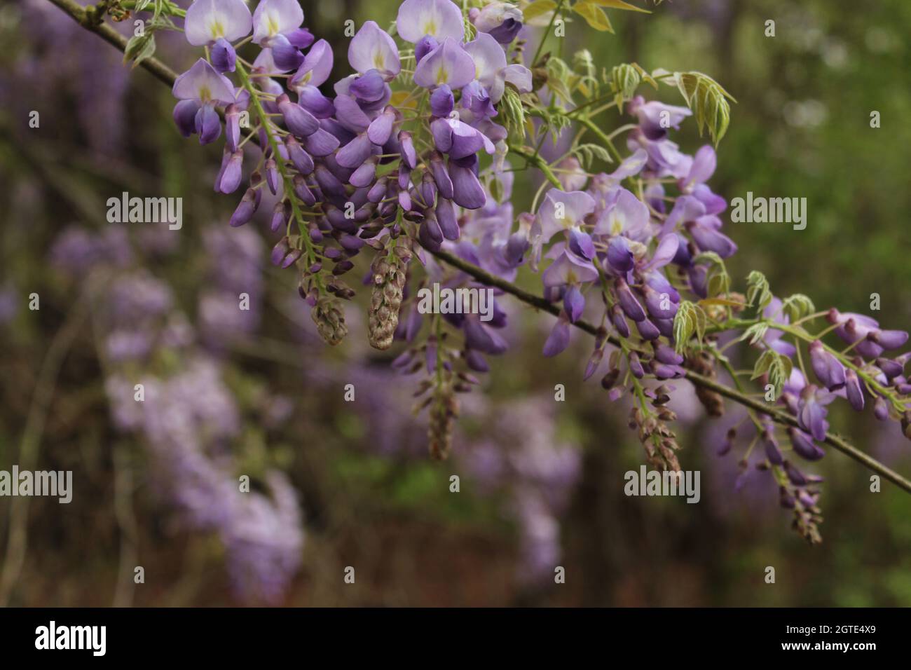 Wisteria pourpre au printemps - Fabaceae Luguminosae Banque D'Images