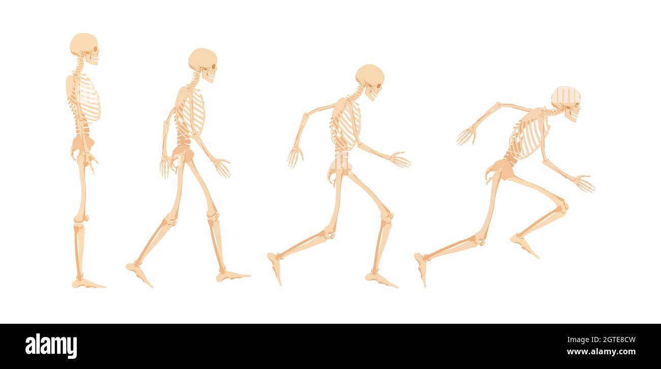 Étapes de préparation pour la course du squelette humain. Illustration de Vecteur