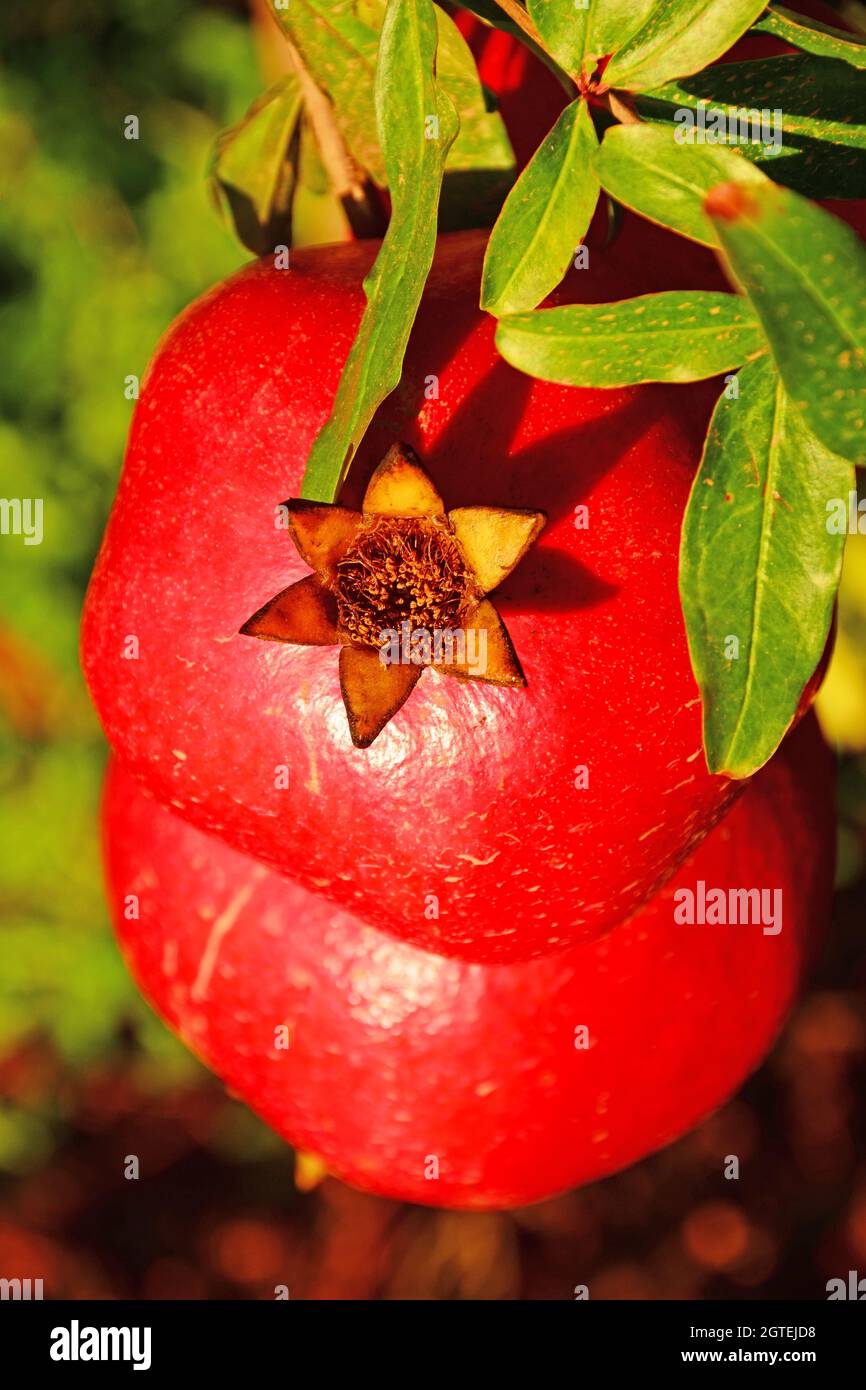 Grenade sur l'arbre, gros plan Banque D'Images