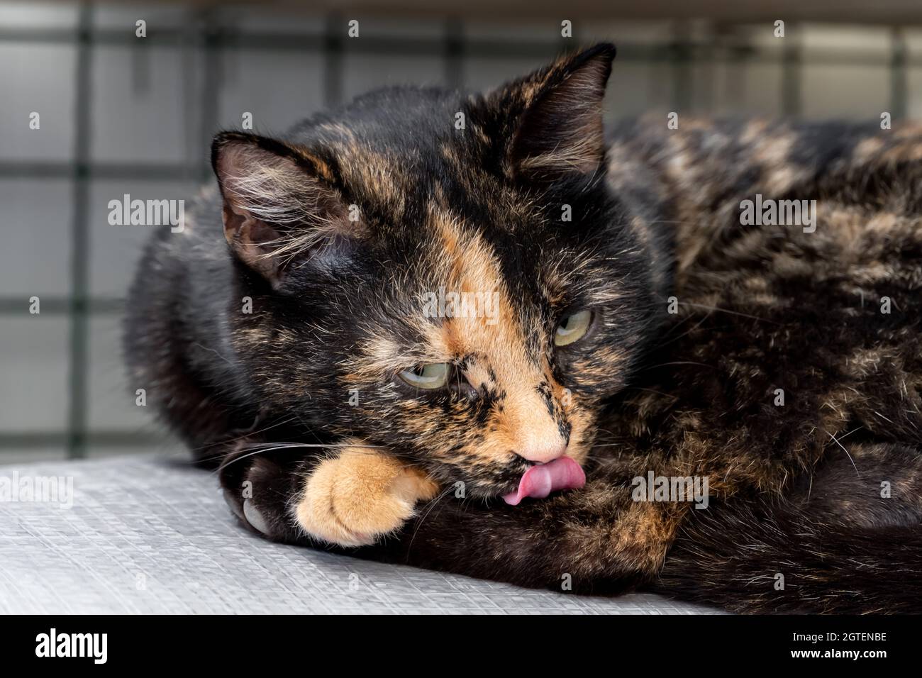 Cat Sleeping With Tongue Out Banque De Photographies Et D Images A Haute Resolution Alamy