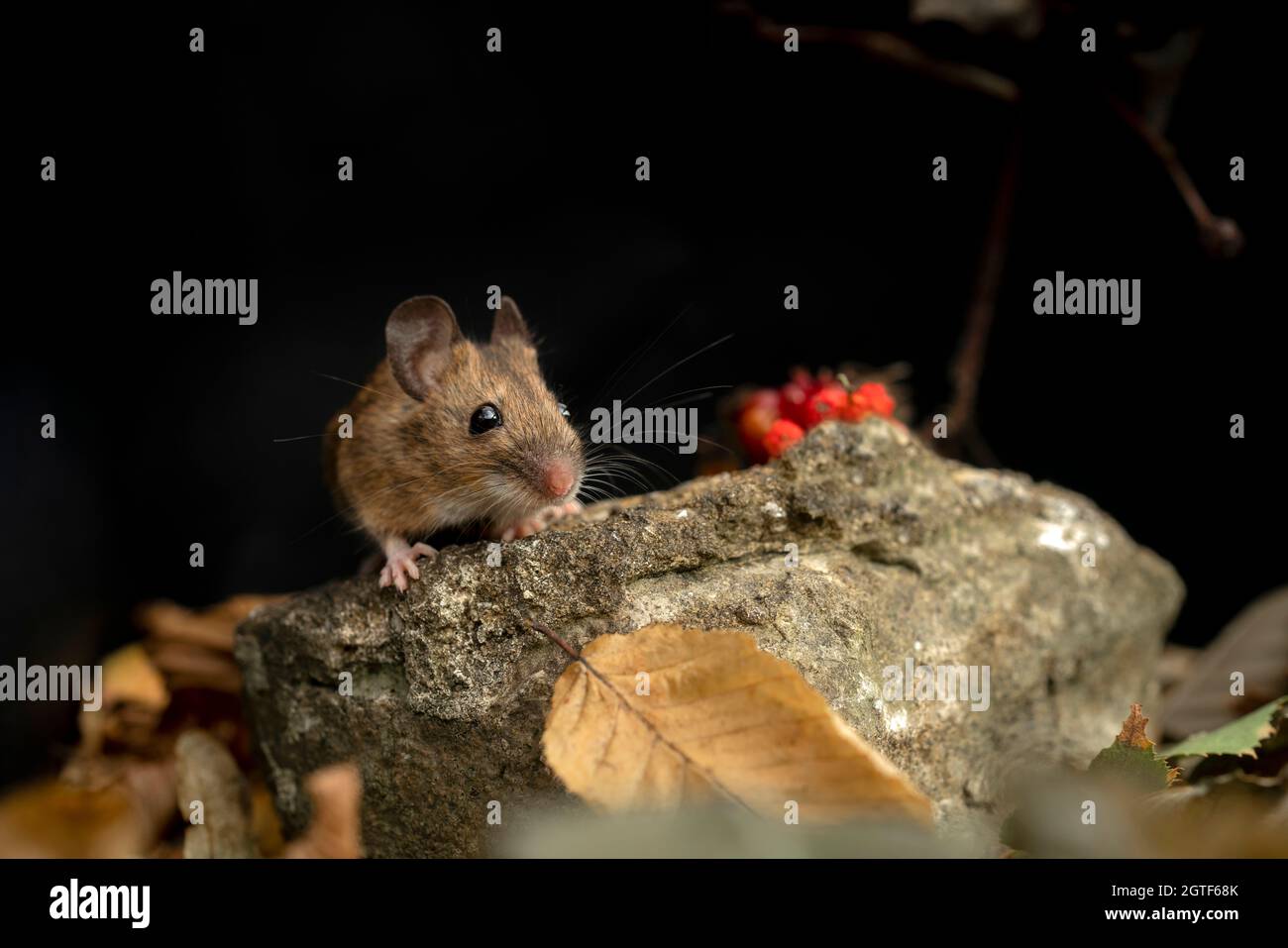 Souris à bois, Apodemus sylvaticus, à la recherche de nourriture, automne dans le Oxfordshire. Banque D'Images