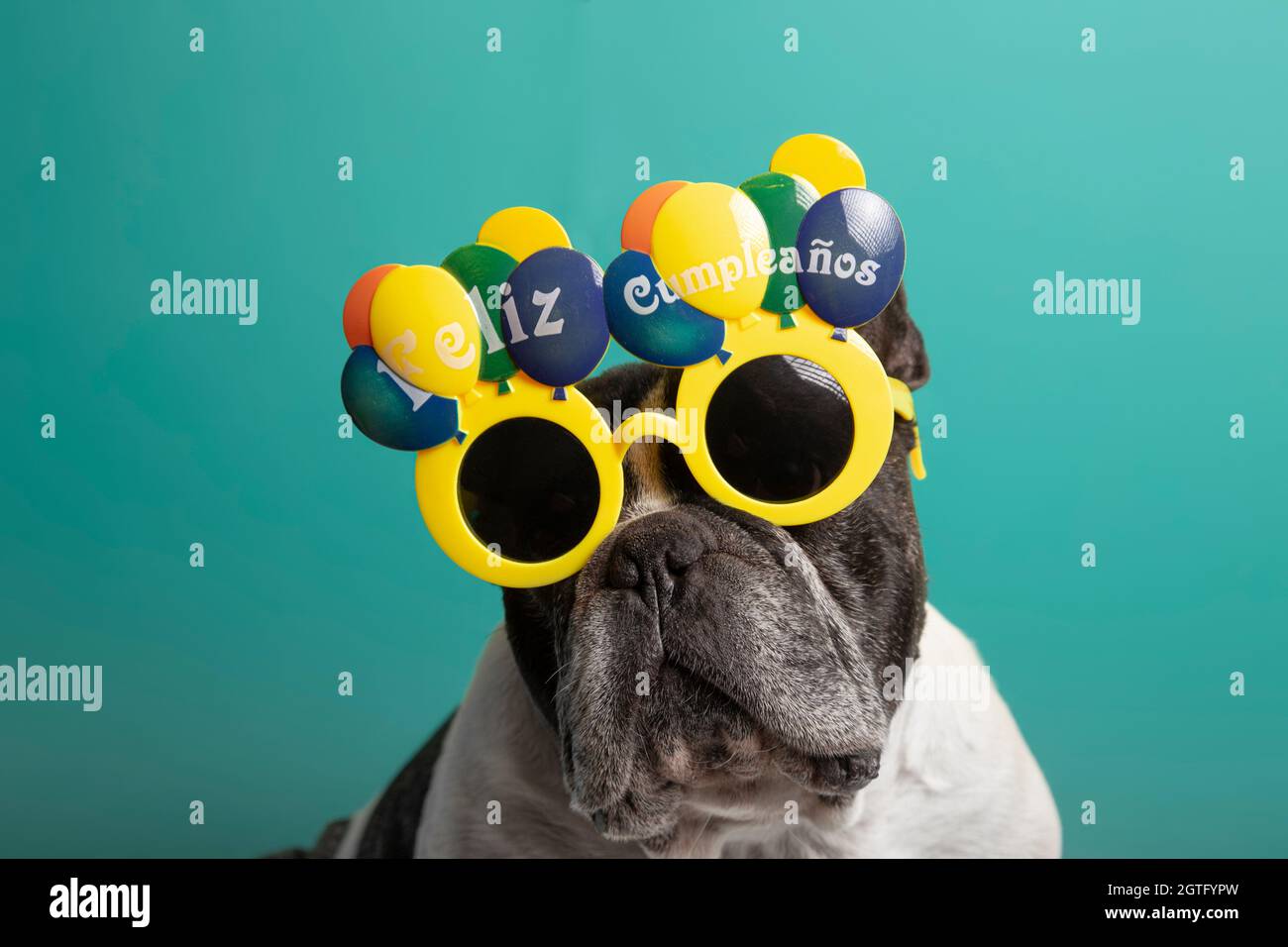 Chien D Anniversaire Bouledogue Francais Avec Des Verres D Anniversaire Joyeux Sur Fond Vert Photo Stock Alamy Chien D Anniversaire Bouledogue Francais Avec Des Verres D Anniversaire Joyeux Sur Fond Vert Photo Stock Alamy