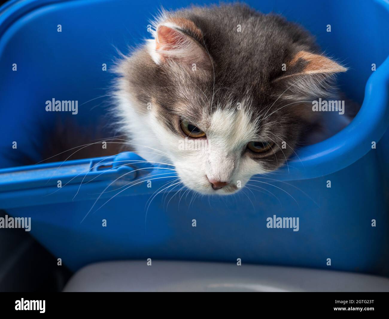 Chaton Avec Attitude Banque De Photographies Et D Images A Haute Resolution Alamy