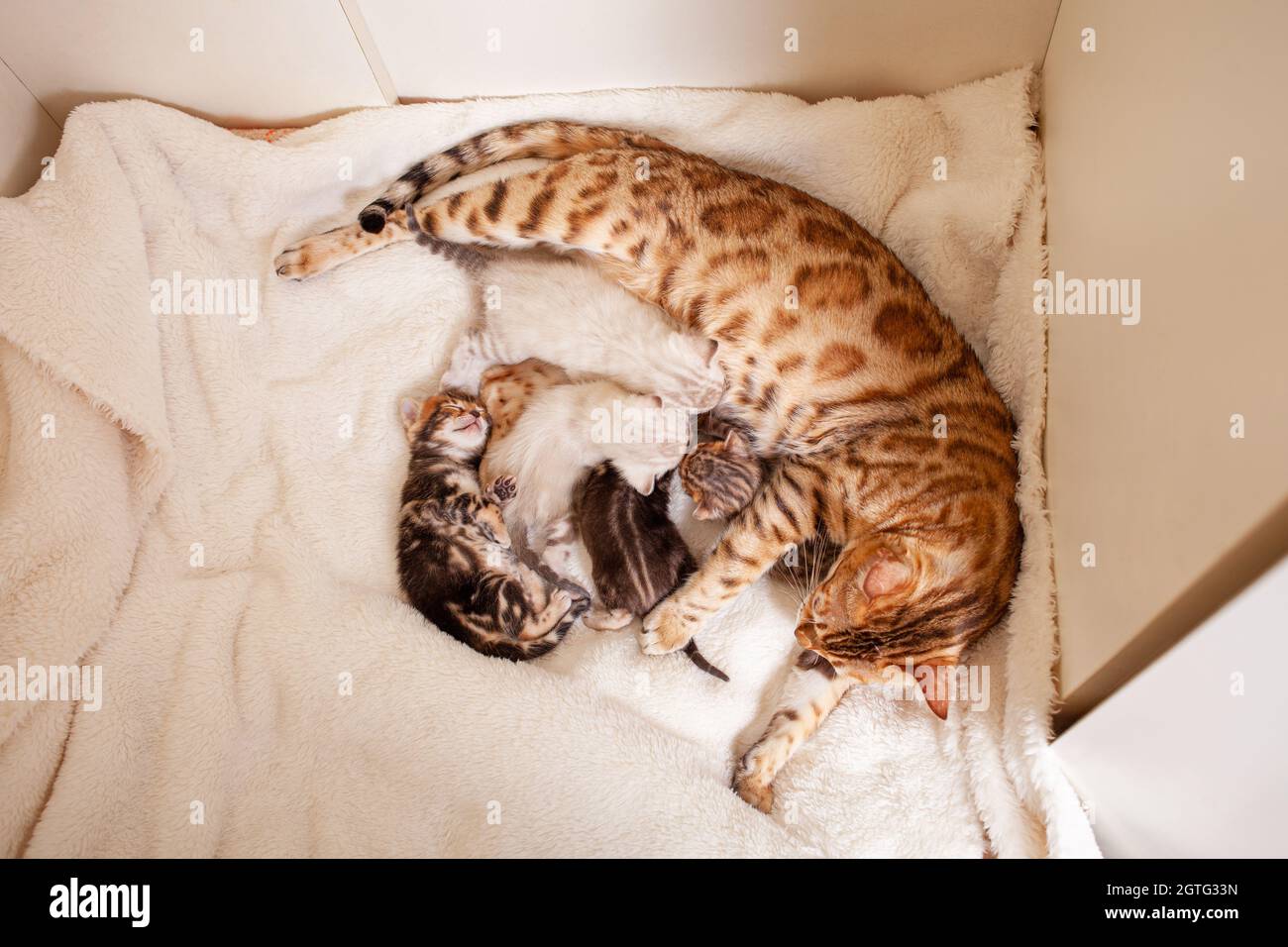 Un Chat Leopard Bengale Se Trouve Sur Un Plaid Beige Avec De Petits Chatons Chat A Donne Naissance A Kittens Photo Stock Alamy