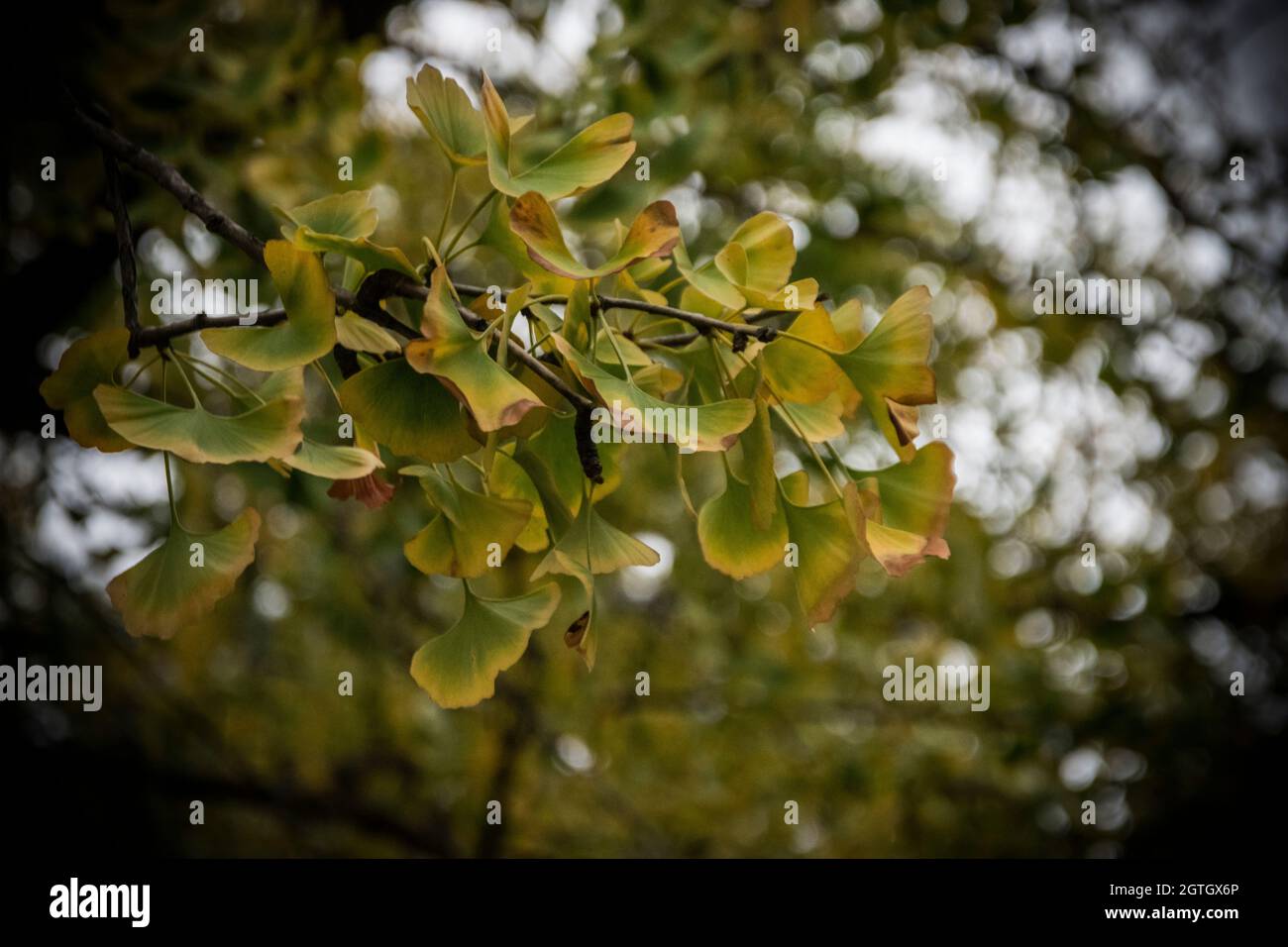 Un gros plan d'une branche de ginkgo en automne Banque D'Images