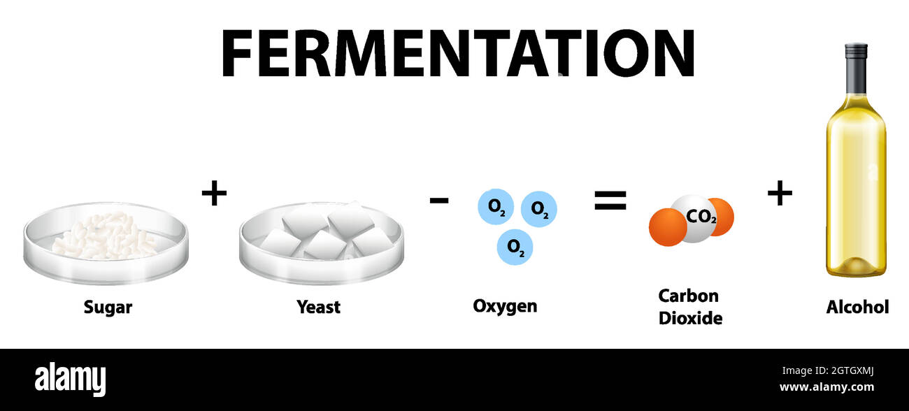 Équation chimique de fermentation alcoolique Illustration de Vecteur