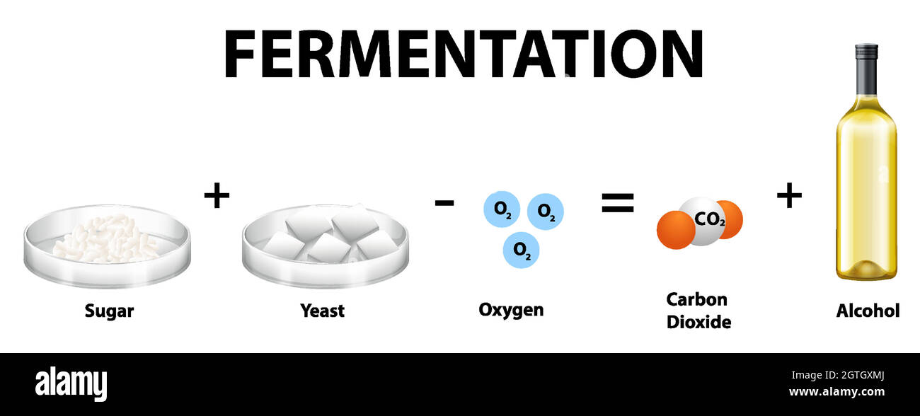 Alcoholic fermentation Banque de photographies et d'images à haute  résolution - Alamy